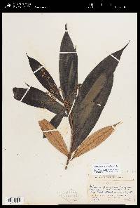 Miconia chrysophylla image
