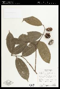 Eschweilera integrifolia image