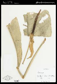 Anthurium concolor image