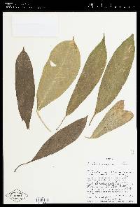 Anthurium llanoense image