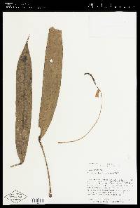 Anthurium longistipitatum image