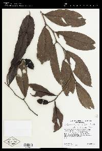 Heteropsis oblongifolia image