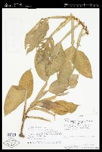 Philodendron aurantiifolium image