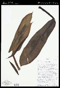 Philodendron correae image
