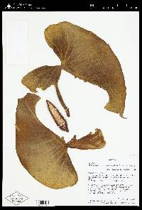 Philodendron crassispathum image