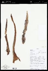 Philodendron ferrugineum image