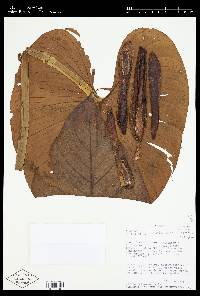 Philodendron hebetatum image