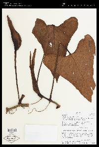 Philodendron wilburii image