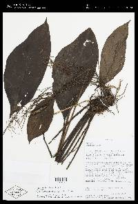 Spathiphyllum phryniifolium image