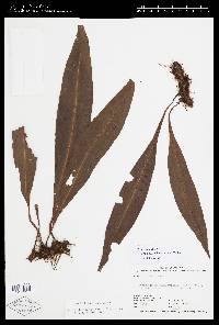 Elaphoglossum brevissimum image