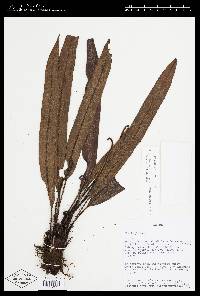 Elaphoglossum furfuraceum image