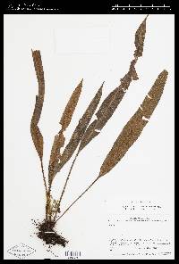 Elaphoglossum heterochroum image