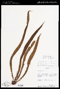 Elaphoglossum micropogon image