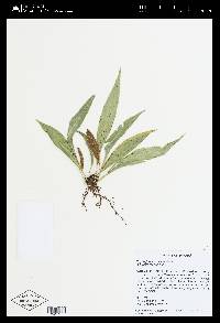 Elaphoglossum correae image