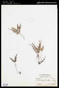 Dicranopteris flexuosa image