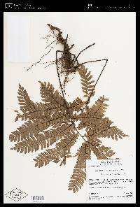 Adiantum decoratum image