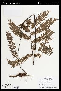 Adiantum decoratum image