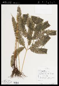 Pteris pungens image