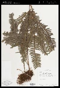 Pteris pungens image