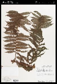 Cyathea fulva image