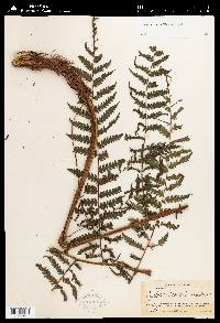 Cyathea fulva image