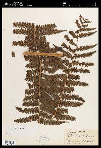 Cyathea fulva image