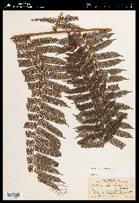 Cyathea fulva image