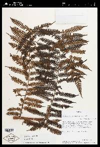 Cyathea fulva image