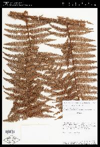 Dicksonia karsteniana image