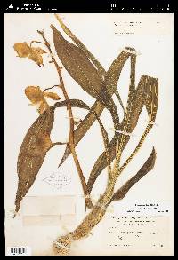 Catasetum viridiflavum image
