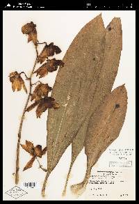Catasetum viridiflavum image