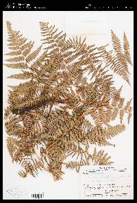 Pteridium caudatum image