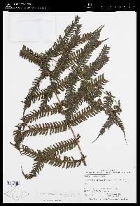 Steiropteris leprieurii image