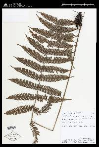 Steiropteris leprieurii image