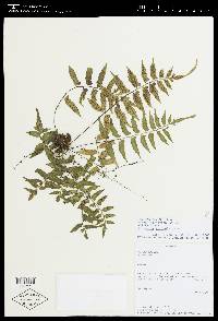 Asplenium auriculatum image