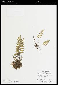 Asplenium auriculatum image