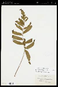 Hymenasplenium delitescens image