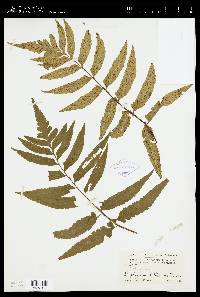 Hymenasplenium delitescens image