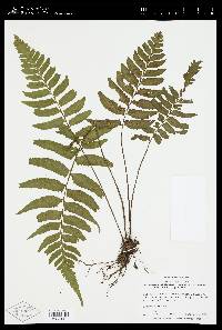 Hymenasplenium delitescens image