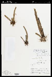 Lockhartia micrantha image