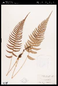 Blechnum occidentale image