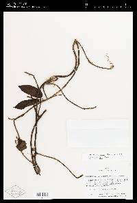 Fischeria billbergiana image