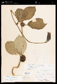 Marsdenia macrophylla image