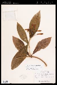 Odontadenia macrantha image