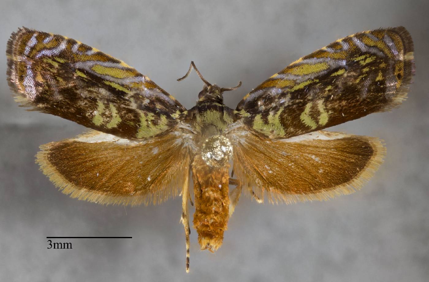 Glyphipterigidae image