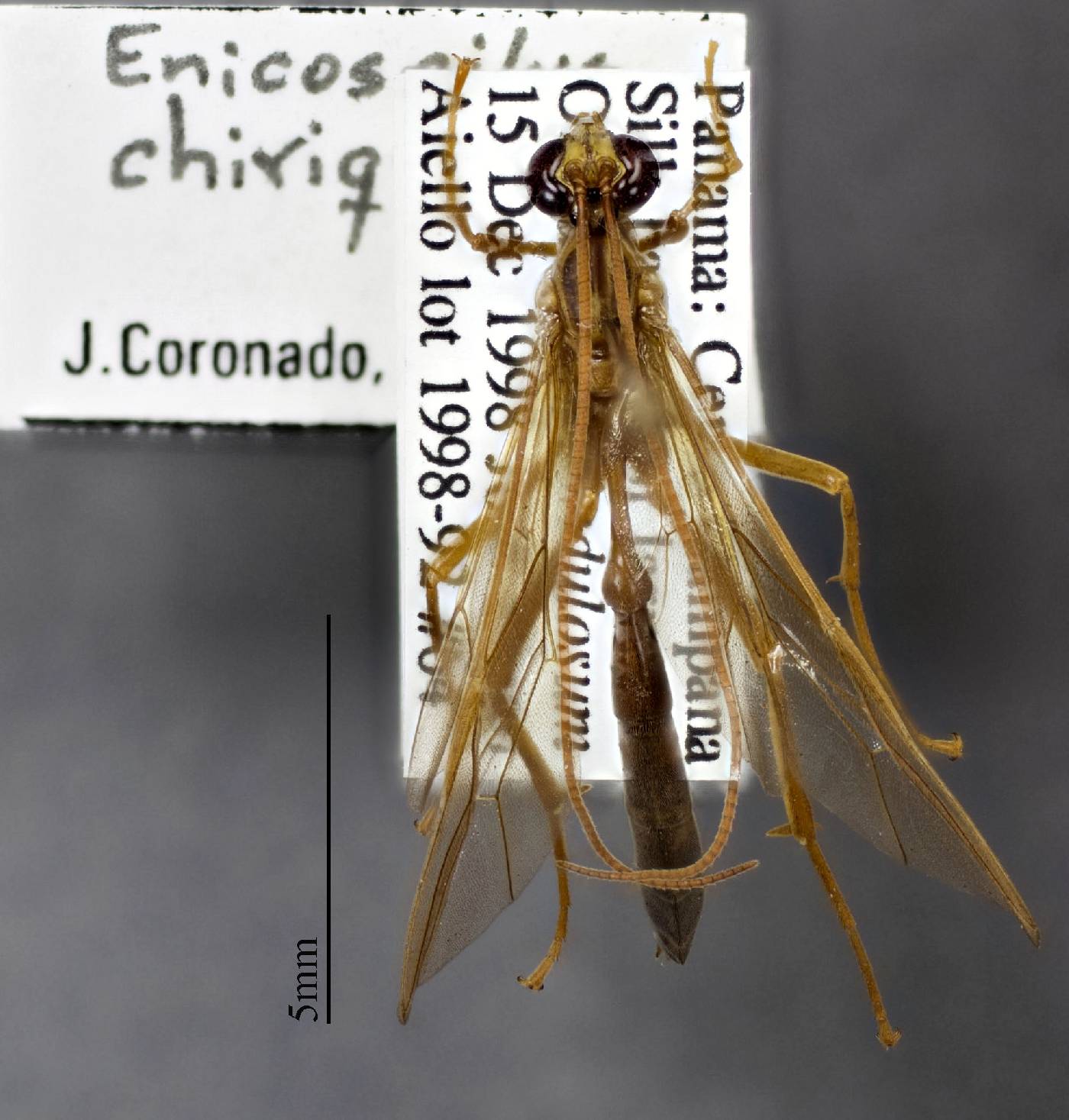 Enicospilus chiriquensis image