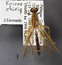 Image of Enicospilus chiriquensis
