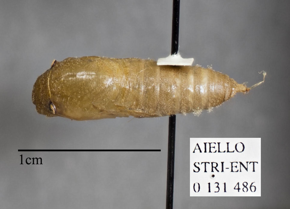 Pellicia costimacula image