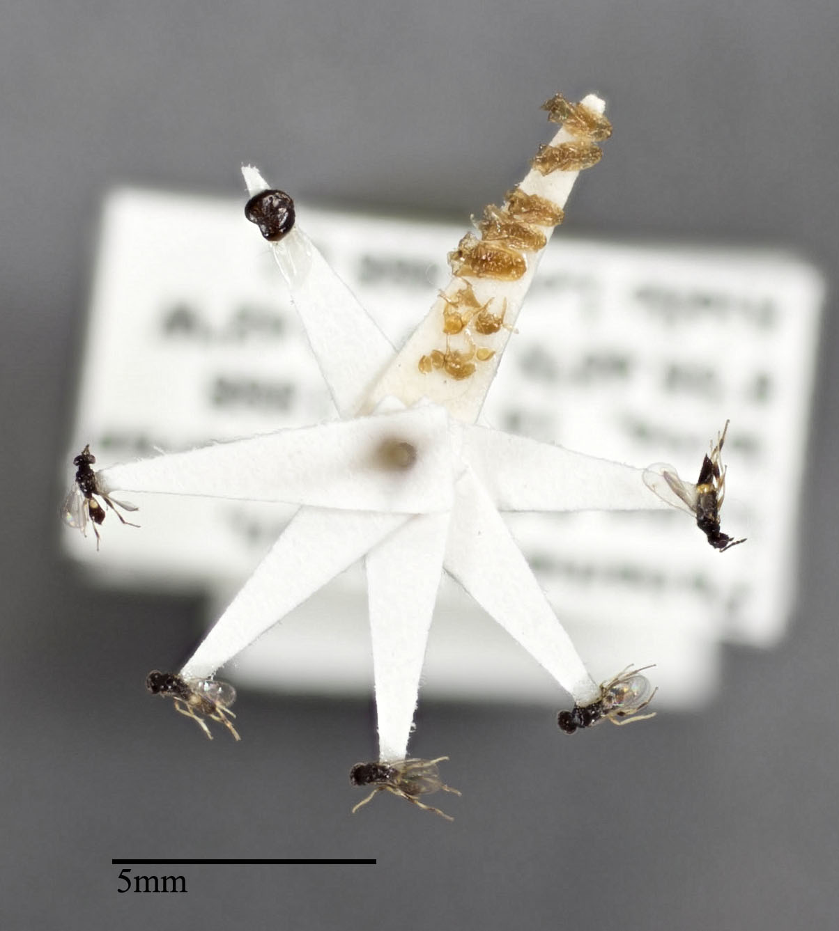 Eulophidae image