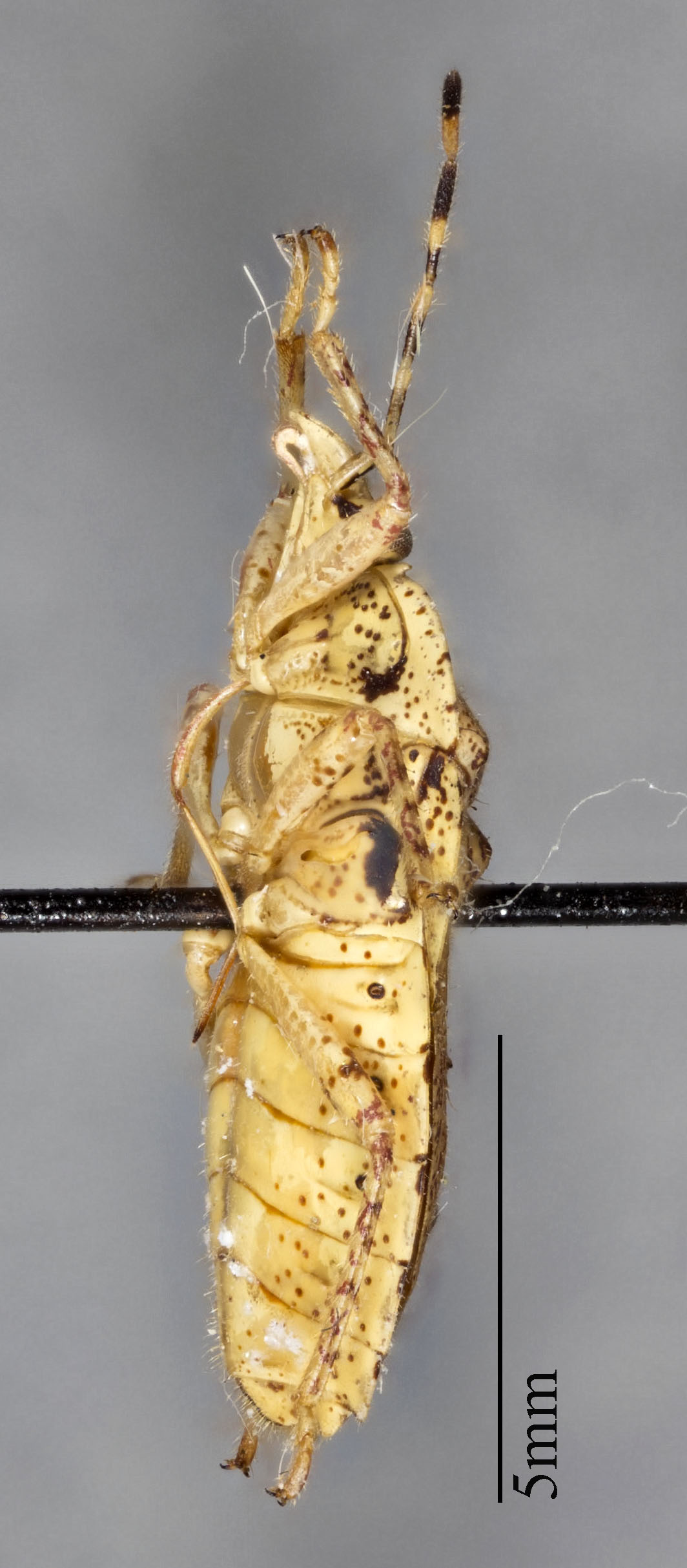 Eurystethus ellipsoidalis image
